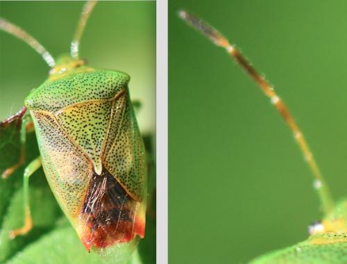 Elasmostethus sp.